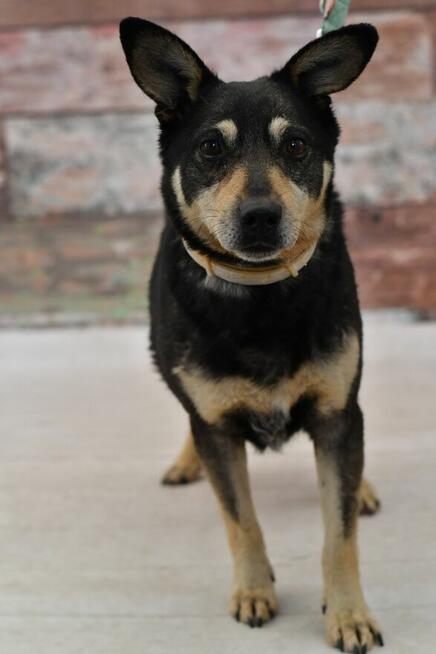 Uroczy Fiko wypatruje domku zza krat!