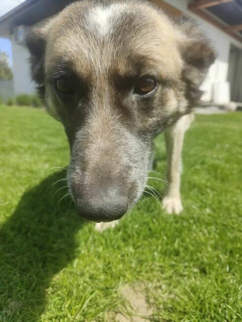 Lusia- średniej wielkości suczka do pilnej adopcji