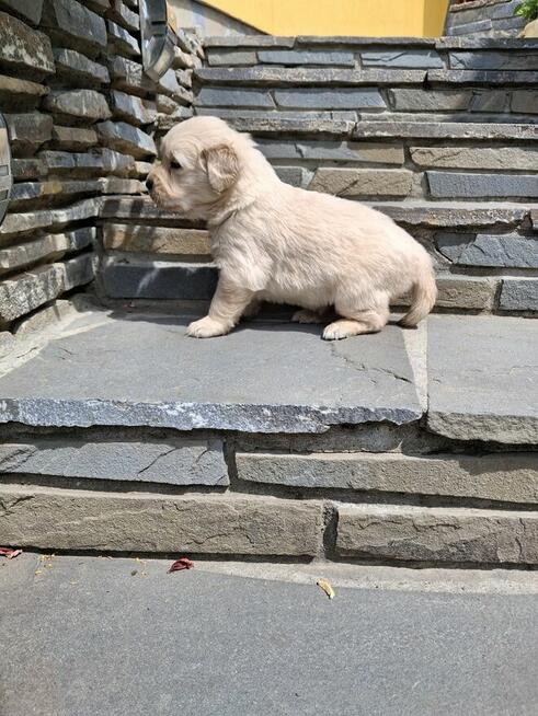 Szczeniaki Golden Retriver