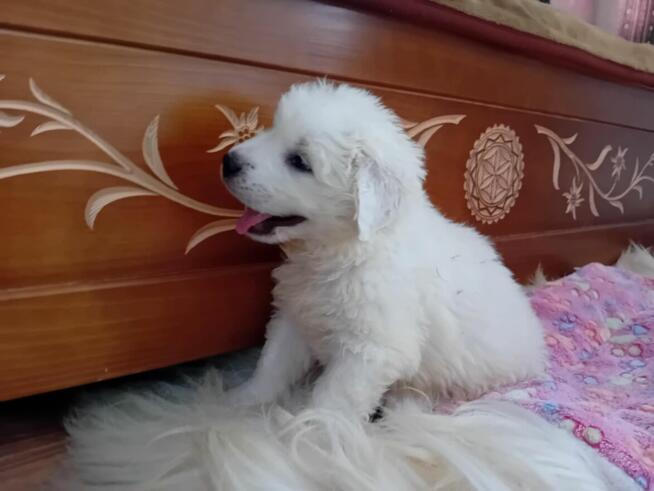 Owczarek podhalański