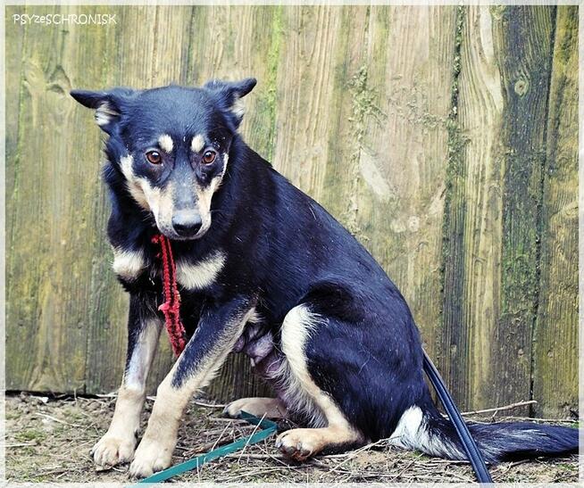 Joko – kochana sunia potrzebuje swojego kawałka na ziemi