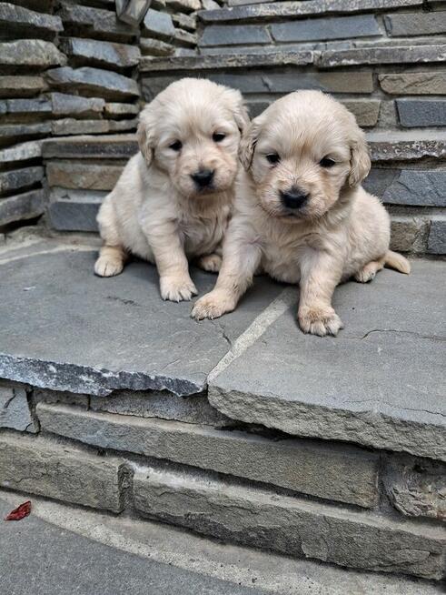 Szczeniaczki Golden Retriver