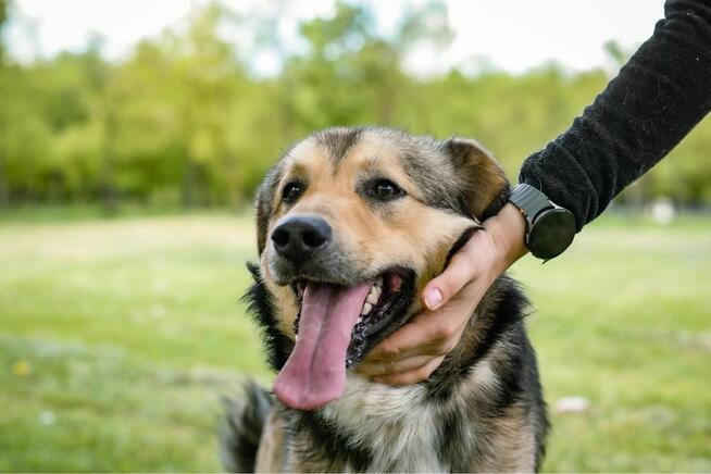 Mango- cudowny, młody piesek do adopcji