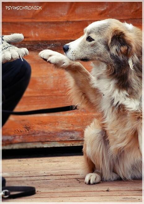 Nelson – adoptuj tego kochanego psiego młodzieńca