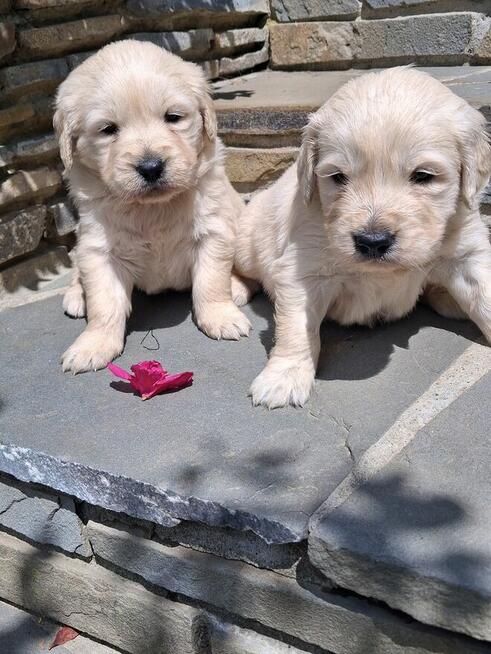 Szczeniaczki Golden Retriver
