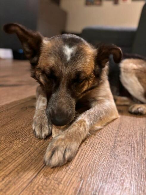 Lusia- średniej wielkości suczka do pilnej adopcji