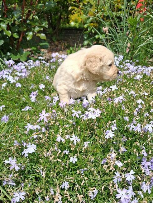 Szczeniaczki Golden Retriver