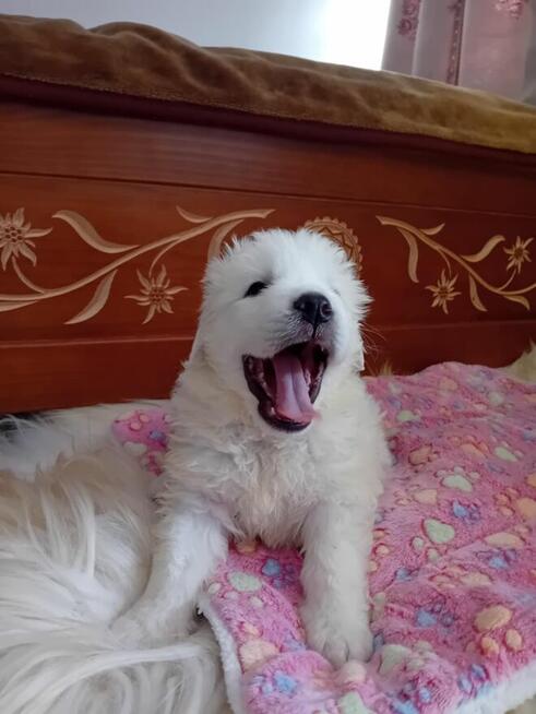 Owczarek podhalański