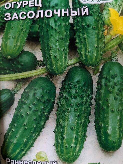 Ogórki wschodnie Palczik Kustowoj Paryżskij korniszon