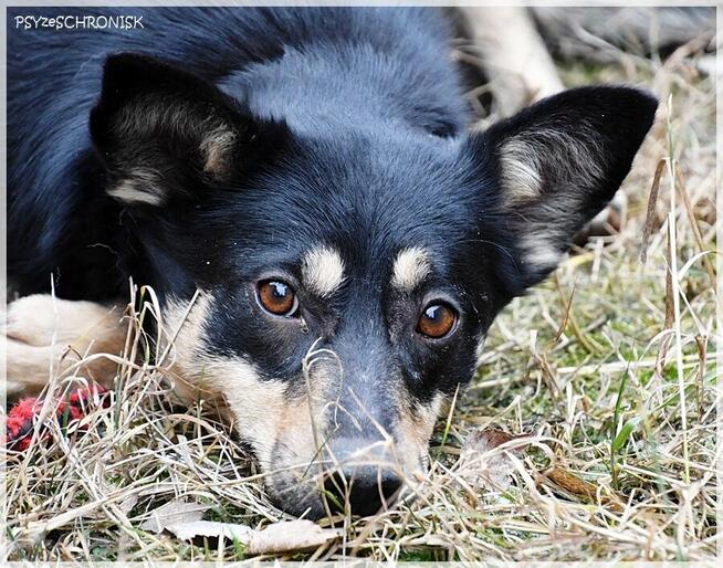 Joko – kochana sunia potrzebuje swojego kawałka na ziemi
