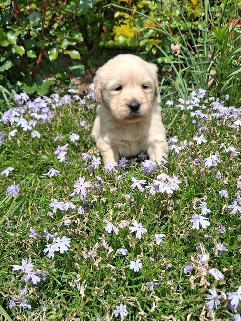 Szczeniaczki Golden Retriver
