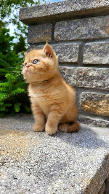 Kot egzotyczny rudy Garfield