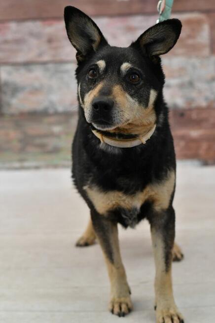 Uroczy Fiko wypatruje domku zza krat!