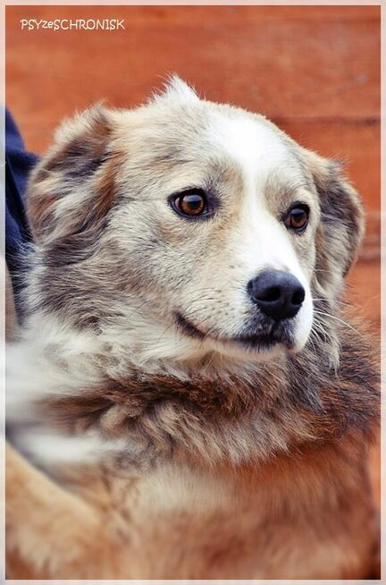 Nelson – adoptuj tego kochanego psiego młodzieńca