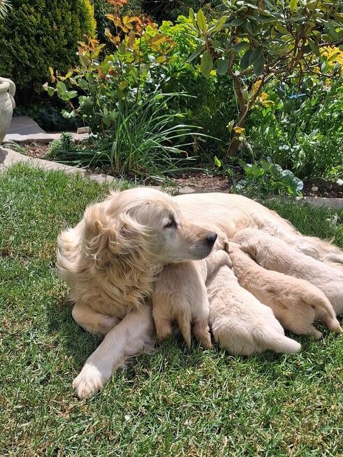 Szczeniaczki Golden Retriver