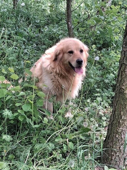 Szczeniaczki Golden Retriver