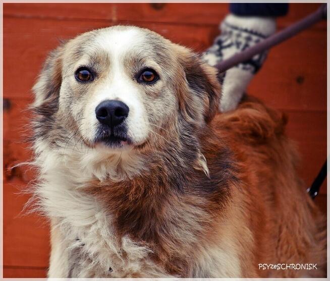 Nelson – adoptuj tego kochanego psiego młodzieńca