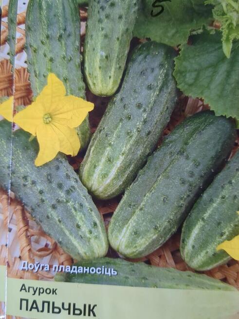 Ogórki wschodnie Palczik Kustowoj Paryżskij korniszon