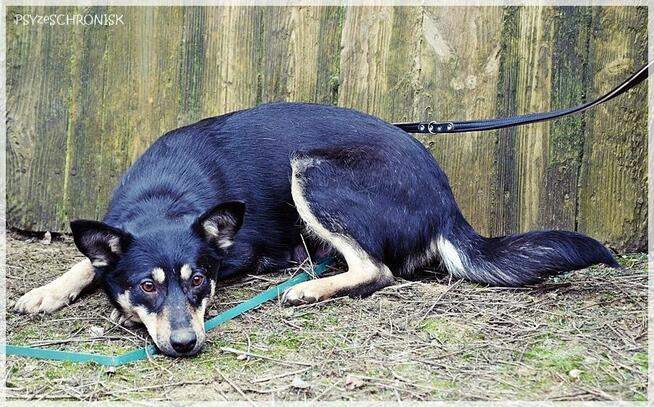 Joko – kochana sunia potrzebuje swojego kawałka na ziemi