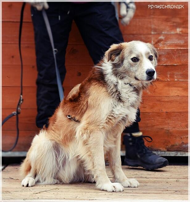 Nelson – adoptuj tego kochanego psiego młodzieńca