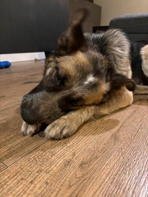 Lusia- średniej wielkości suczka do pilnej adopcji