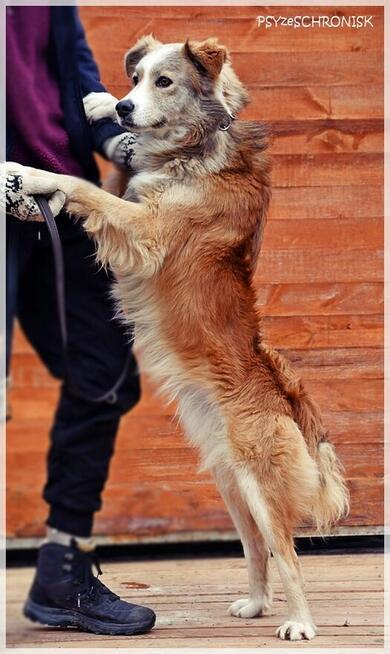 Nelson – adoptuj tego kochanego psiego młodzieńca