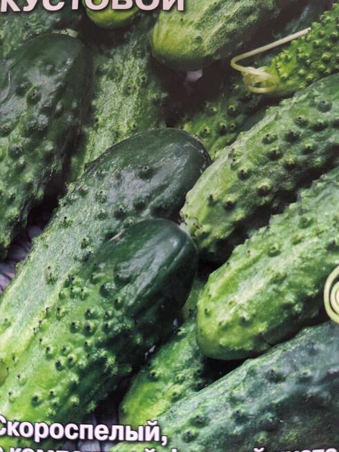 Ogórki wschodnie Palczik Kustowoj Paryżskij korniszon