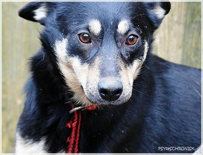 Joko – kochana sunia potrzebuje swojego kawałka na ziemi