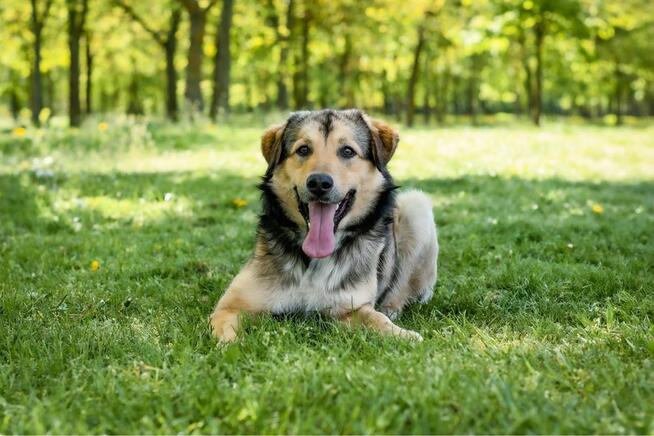 Mango- cudowny, młody piesek do adopcji