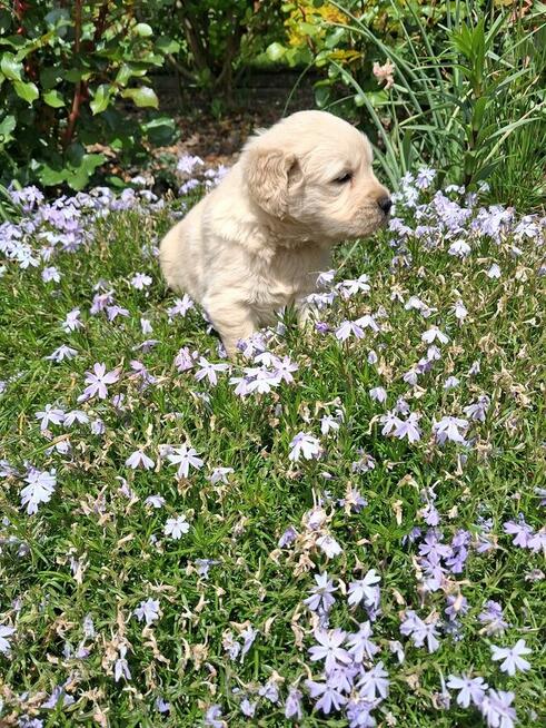 Szczeniaczki Golden Retriver