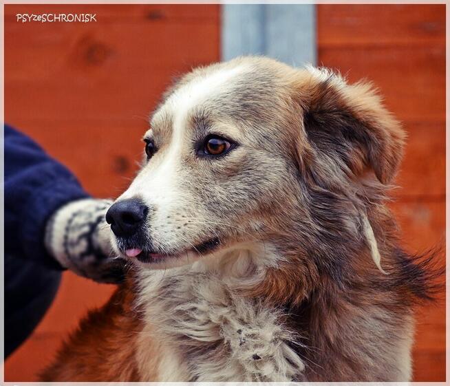 Nelson – adoptuj tego kochanego psiego młodzieńca