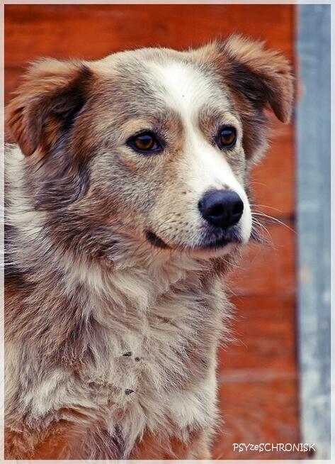 Nelson – adoptuj tego kochanego psiego młodzieńca