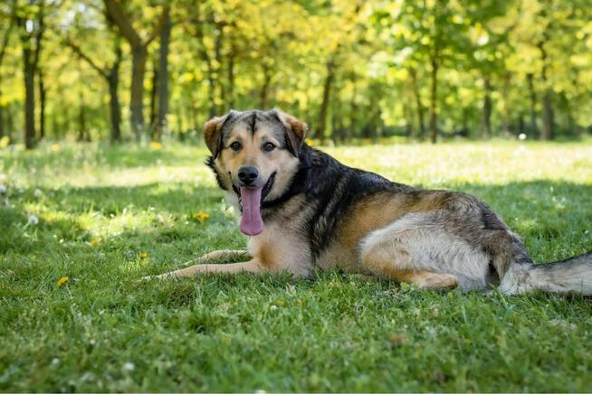 Mango- cudowny, młody piesek do adopcji