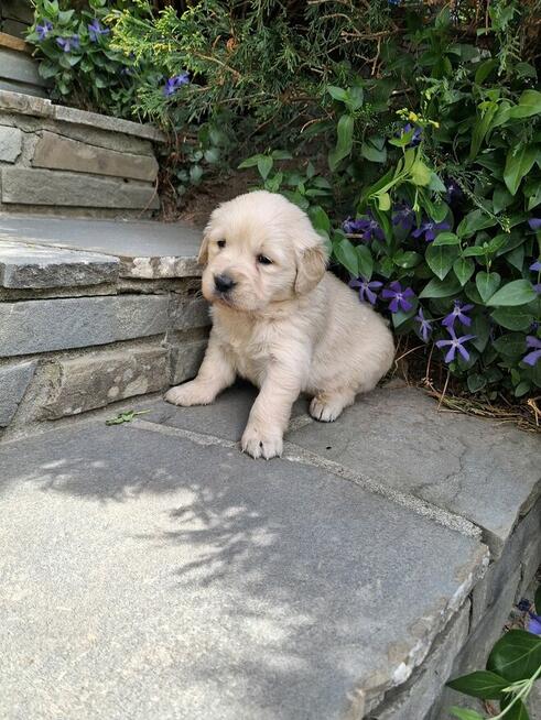 Szczeniaczki Golden Retriver