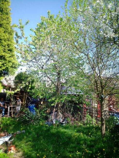 Działka rekreacyjna R.O.D. \\JARZĘBINA\