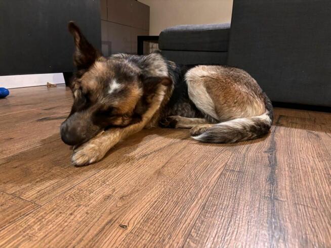 Lusia- średniej wielkości suczka do pilnej adopcji