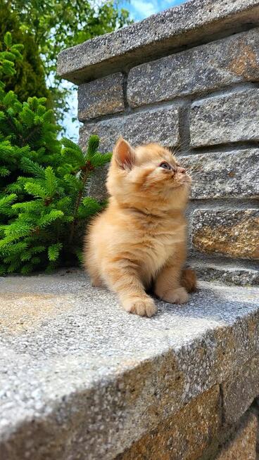 Kot egzotyczny rudy Garfield