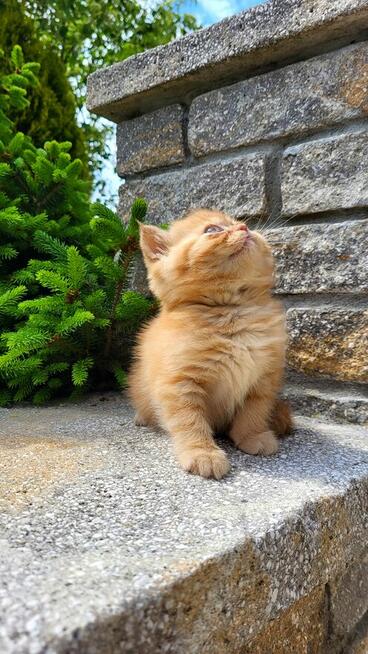 Kot egzotyczny rudy Garfield