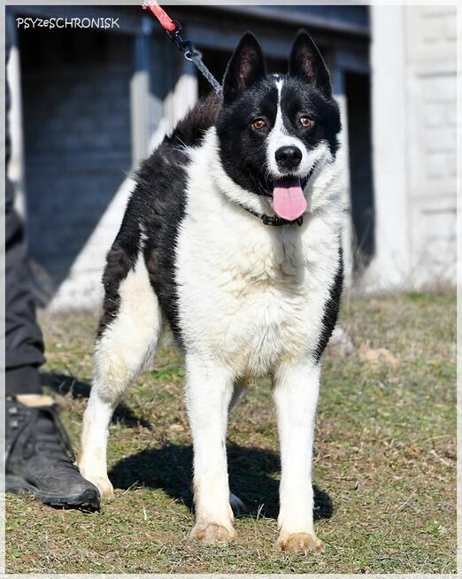 Karel – szuka odpowiedzialnego domu znającego ten typ rasy