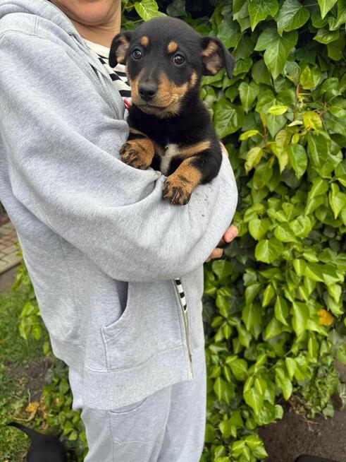 Oddam pieski w dobre ręce