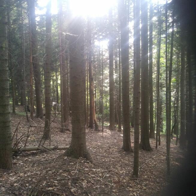 Sprzedam las jodłowy