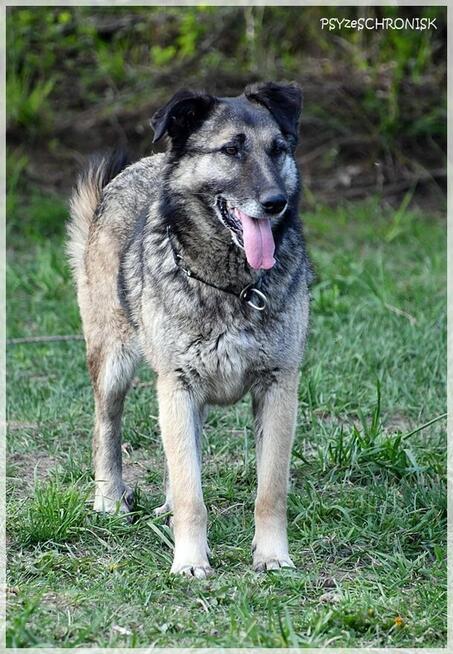 Wilczek – z Wojtyszek do Azylu –teraz szuka ostoi na starość