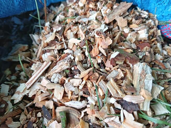 zrębka sosnowa drewno mielone podsypka kompost