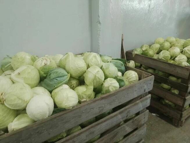 Sprzedam białą kapustę zdrową