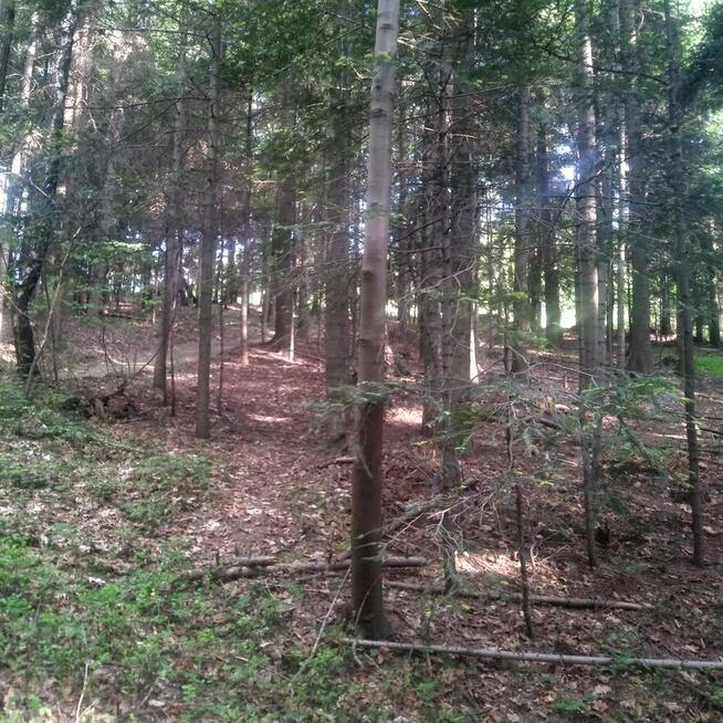 Sprzedam las jodłowy