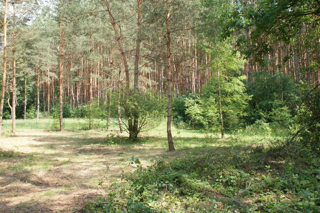 Sprzedam działkę rekreacyjną 29a w Czerwonej Woli, Sieniawa