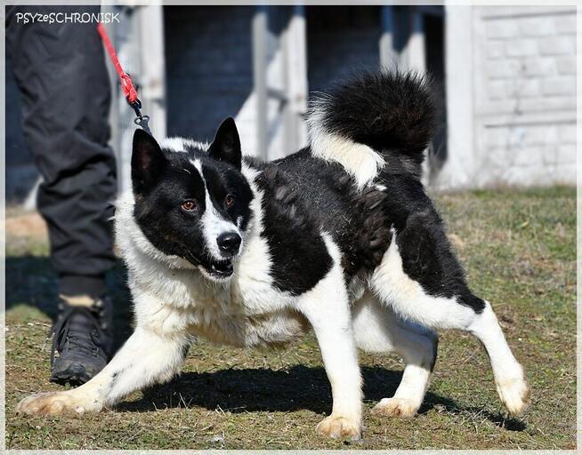 Karel – szuka odpowiedzialnego domu znającego ten typ rasy