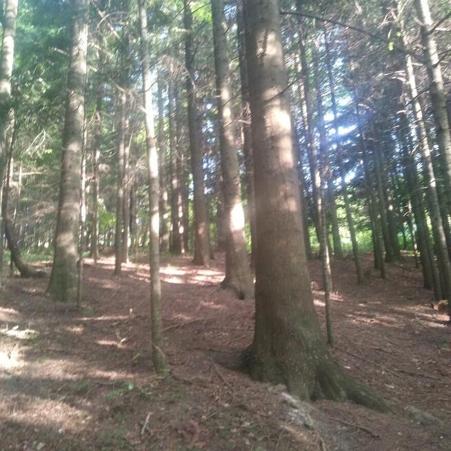 Sprzedam las jodłowy