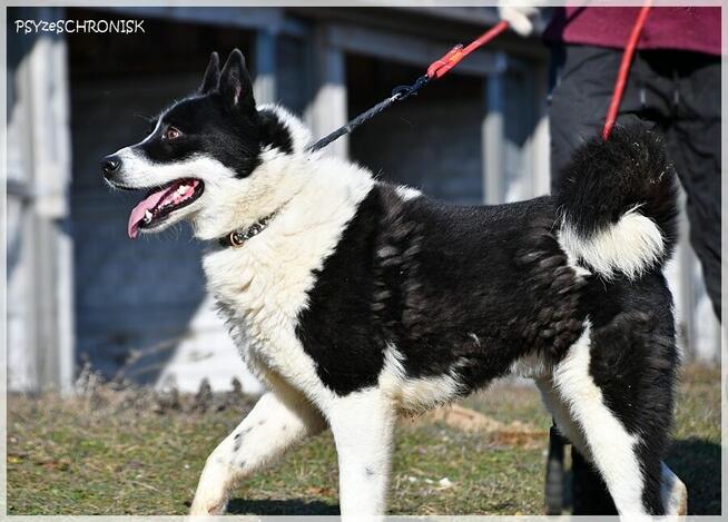 Karel – szuka odpowiedzialnego domu znającego ten typ rasy