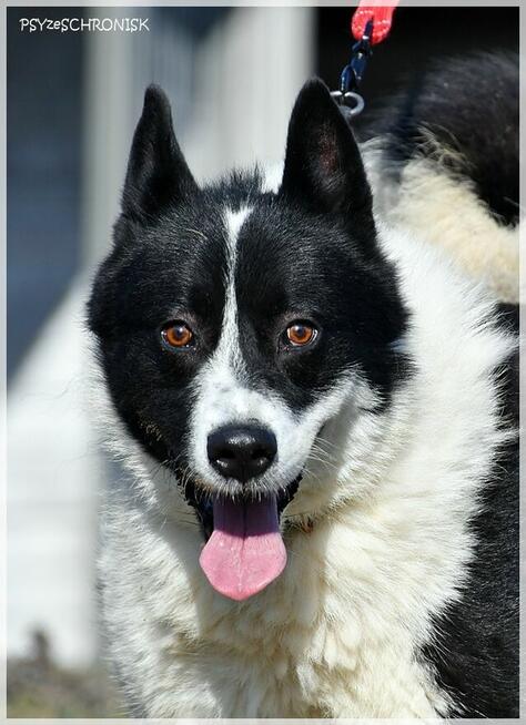 Karel – szuka odpowiedzialnego domu znającego ten typ rasy